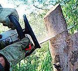 Best Arborist Consultation Services  in Greencastle, IN