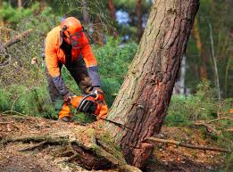 Best Tree Trimming and Pruning  in Greencastle, IN