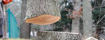 Reliable Greencastle, IN Tree Removal Solutions