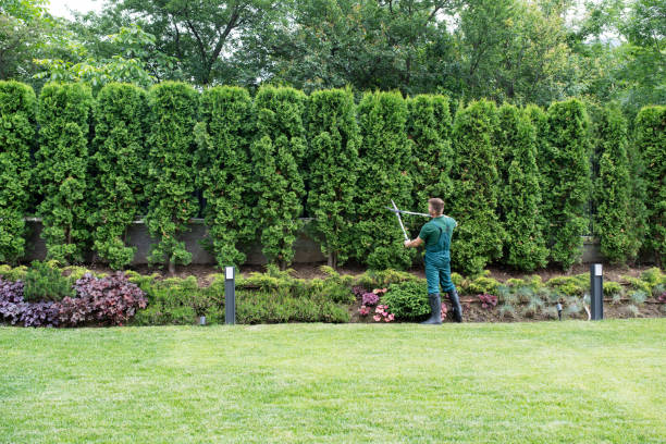 Best Lawn Disease Treatment  in Greencastle, IN
