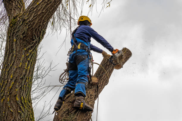 Best Hazardous Tree Removal  in Greencastle, IN