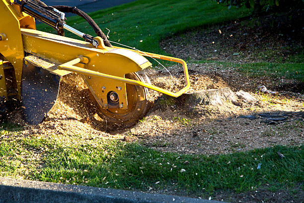 How Our Tree Care Process Works  in  Greencastle, IN