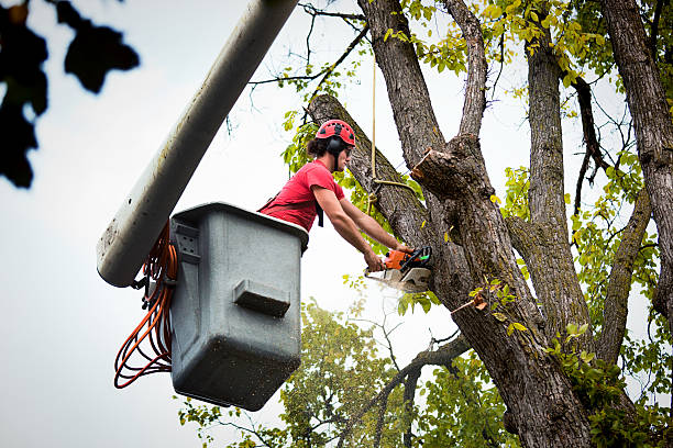 Best Tree Removal  in Greencastle, IN