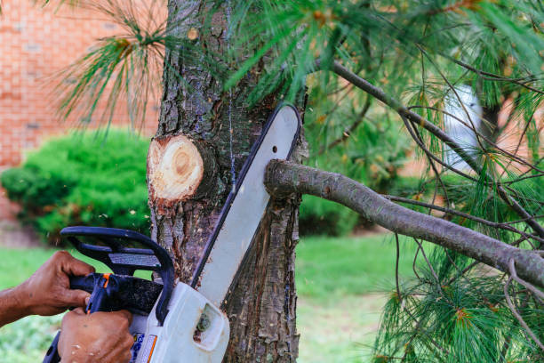 Best Tree Health Inspection  in Greencastle, IN